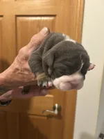 Millie, a female English Bulldog for sale in Paynesville, MN – 4 of 5