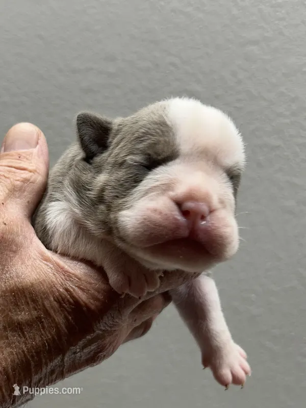Dotty – English Bulldog puppy for sale in Paynesville, MN