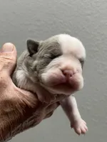 Dotty, a female English Bulldog for sale in Paynesville, MN – 1 of 3