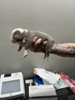 Bertha, a female English Bulldog for sale in Paynesville, MN – 1 of 3