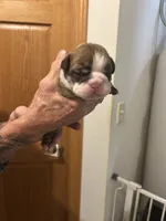 Tiger, a female English Bulldog for sale in Paynesville, MN – 3 of 5