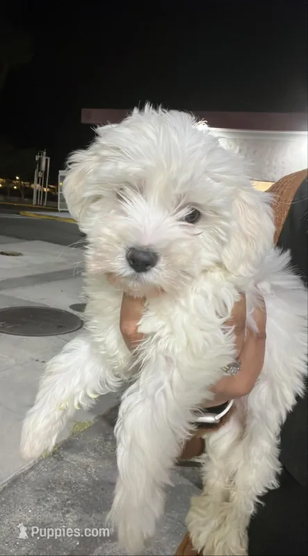 Teddy – Miniature Goldendoodle puppy for sale in Los Angeles, CA