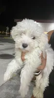 Teddy, a female Miniature Goldendoodle for sale in Los Angeles, CA – 1 of 1