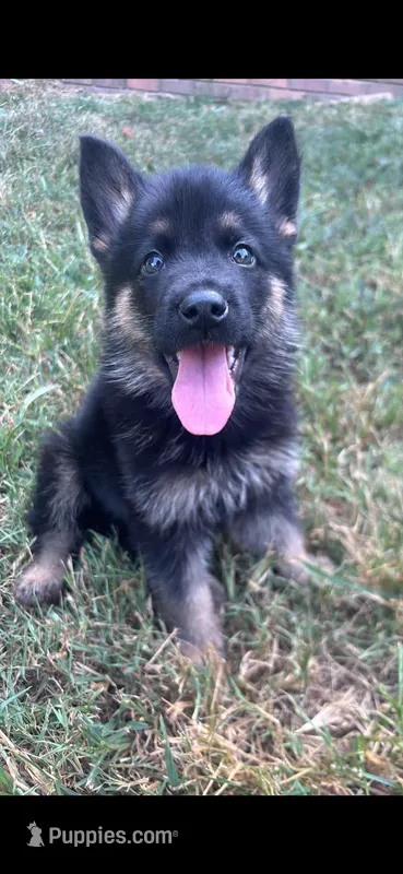Axel – German Shepherd Dog puppy for sale in Ball Ground, GA