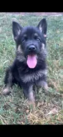 Axel, a male German Shepherd Dog for sale in Ball Ground, GA – 1 of 1