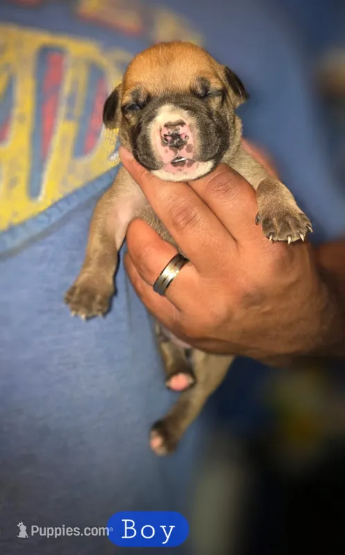 Majestic – Cane Corso puppy for sale in Oil City, PA