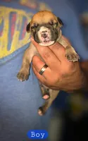 Majestic, a male Cane Corso for sale in Oil City, PA – 1 of 1