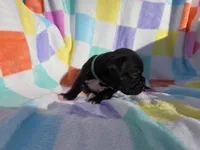 Green female, a female Boxer for sale in Opelika, AL – Photo 5 of 5