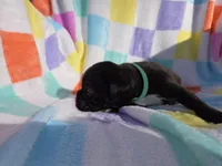 Green female, a female Boxer for sale in Opelika, AL – Photo 4 of 5