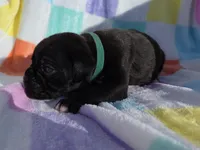 Green female, a female Boxer for sale in Opelika, AL – Photo 2 of 5