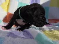 Green female, a female Boxer for sale in Opelika, AL – Photo 1 of 5