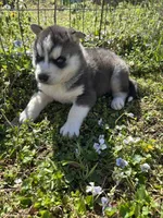 Blue, a male Siberian Husky for sale in Duncan, SC – Photo 5 of 5