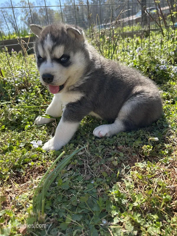 Blue – Siberian Husky puppy for sale in Duncan, SC