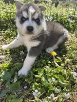 Blue, a male Siberian Husky for sale in Duncan, SC – Photo 3 of 5