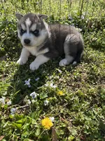 Blue, a male Siberian Husky for sale in Duncan, SC – Photo 4 of 5