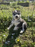 Max , a male Siberian Husky for sale in Duncan, SC – Photo 3 of 5