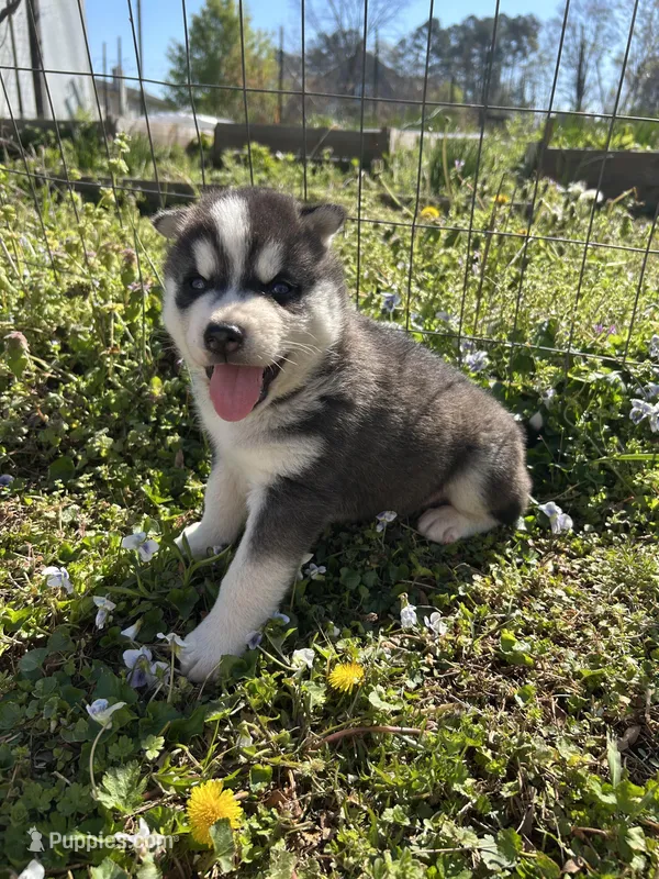Max , a male Siberian Husky for sale in Duncan, SC – Photo 1 of 5