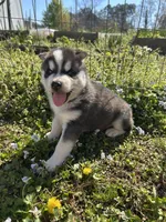 Max , a male Siberian Husky for sale in Duncan, SC – Photo 1 of 5