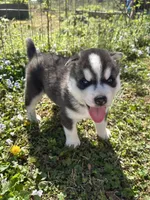 Max , a male Siberian Husky for sale in Duncan, SC – Photo 2 of 5