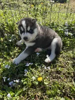 Max , a male Siberian Husky for sale in Duncan, SC – Photo 4 of 5