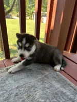 Hazel, a female Siberian Husky for sale in Duncan, SC – 3 of 3