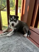 Hazel, a female Siberian Husky for sale in Duncan, SC – 1 of 3