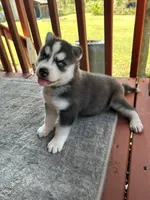 Hazel, a female Siberian Husky for sale in Duncan, SC – 2 of 3