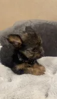 Skippy, a male Yorkshire Terrier for sale in Long Beach, CA – 2 of 4