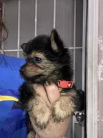 Sporty, a male Yorkshire Terrier for sale in Long Beach, CA – 2 of 2