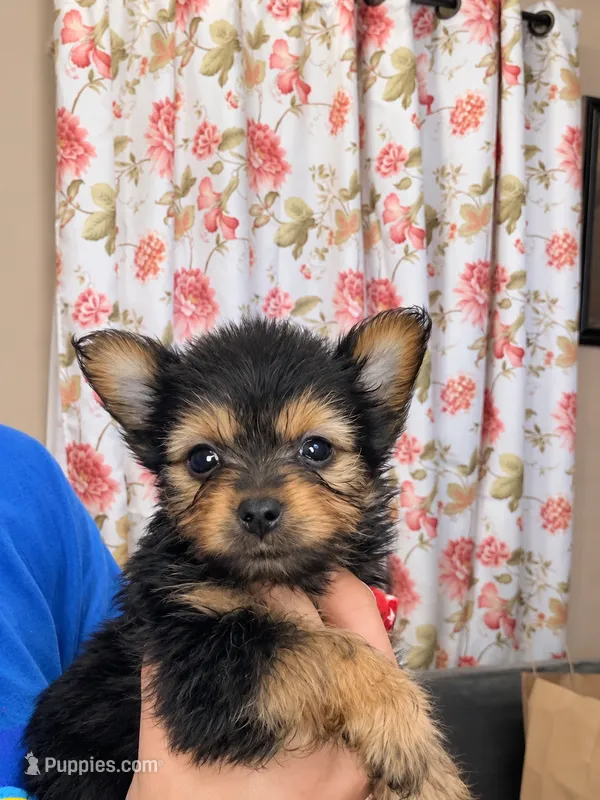 Sporty – Yorkshire Terrier puppy for sale in Long Beach, CA