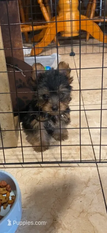 Sporty – Yorkshire Terrier puppy for sale in Long Beach, CA