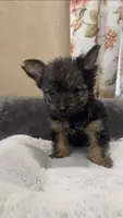 Skippy, a male Yorkshire Terrier for sale in Long Beach, CA – 3 of 4