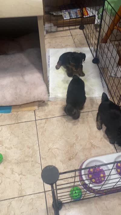 Skippy, a male Yorkshire Terrier for sale in Long Beach, CA – 4 of 4