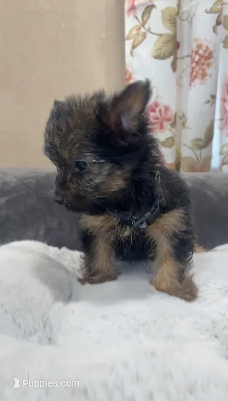 Skippy – Yorkshire Terrier puppy for sale in Long Beach, CA