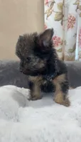 Skippy, a male Yorkshire Terrier for sale in Long Beach, CA – 1 of 4