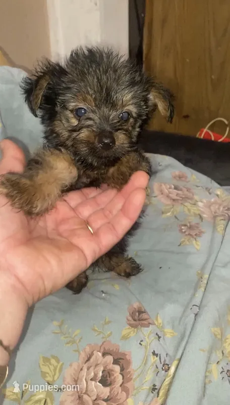 Skippy – Yorkshire Terrier puppy for sale in Long Beach, CA