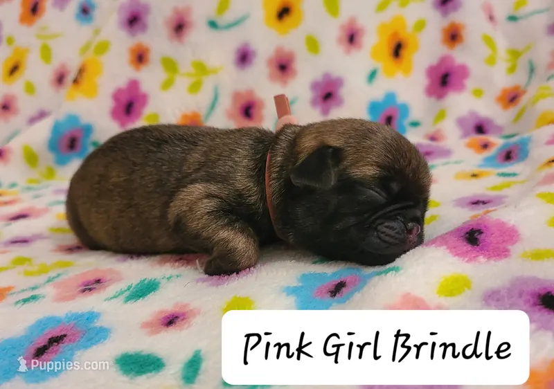 Akc Pink Girl – Pug puppy for sale in Fenton, MI