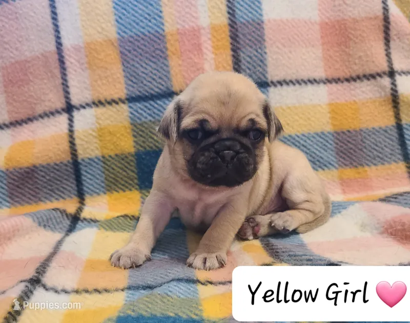 Akc Yellow Girl – Pug puppy for sale in Fenton, MI