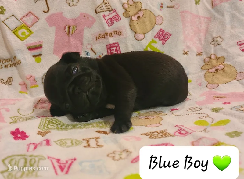 Akc Blue Boy – Pug puppy for sale in Fenton, MI