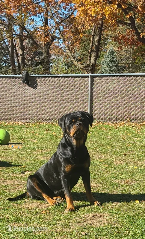 Raven  – Rottweiler puppy for sale in Fenton, MI