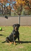 Raven , a female Rottweiler for sale in Fenton, MI – 1 of 1