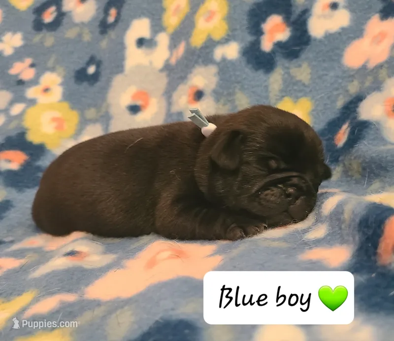 Akc Blue Boy – Pug puppy for sale in Fenton, MI