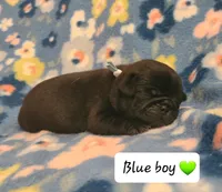 Akc Blue Boy, a male Pug for sale in Fenton, MI – 1 of 1
