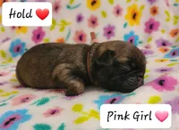 Akc Pink Girl, a female Pug for sale in Fenton, MI – 1 of 1