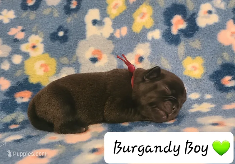 Akc Burgandy Boy – Pug puppy for sale in Fenton, MI