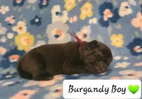 Akc Burgandy Boy, a male Pug for sale in Fenton, MI – 1 of 1