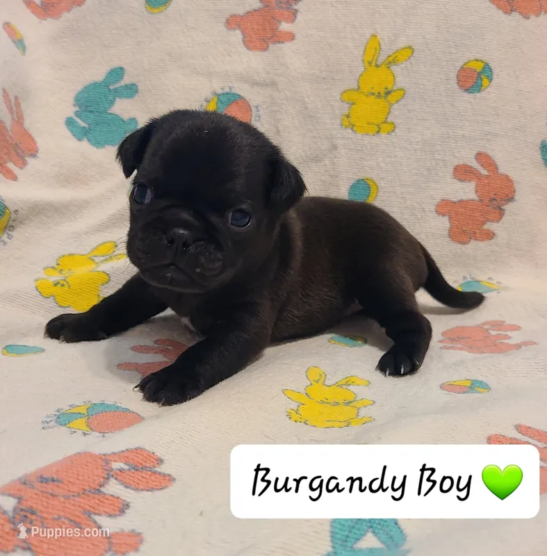 Akc Burgandy Boy – Pug puppy for sale in Fenton, MI