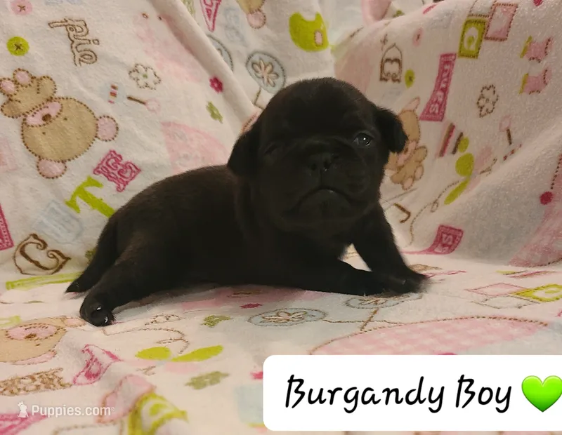Akc Burgandy Boy – Pug puppy for sale in Fenton, MI