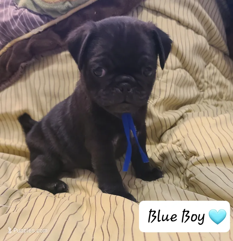 Akc Blue Boy – Pug puppy for sale in Fenton, MI