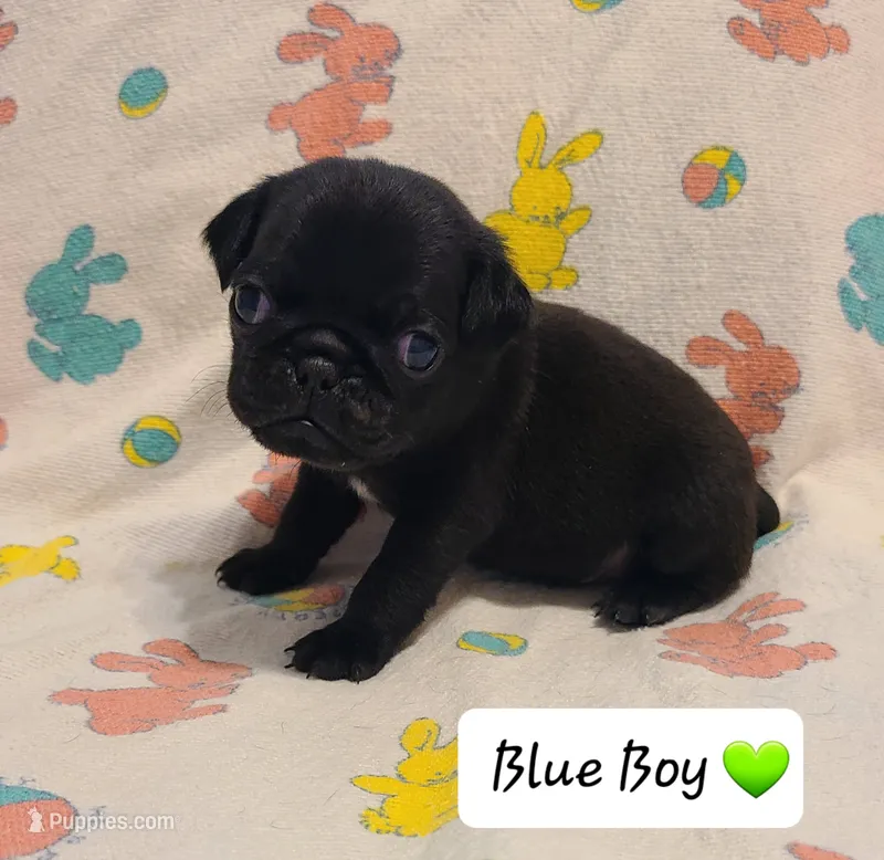 Akc Blue Boy – Pug puppy for sale in Fenton, MI